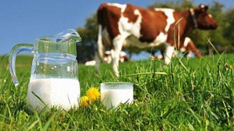 In Ukraine fell a record PRYBЫLNOST DAIRY BUSINESS